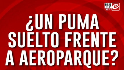La que nos faltaba... ¿un puma suelto frente a Aeroparque?