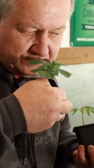 Légalisation du cannabis : le modèle allemand pourrait-il s’exporter en France ?