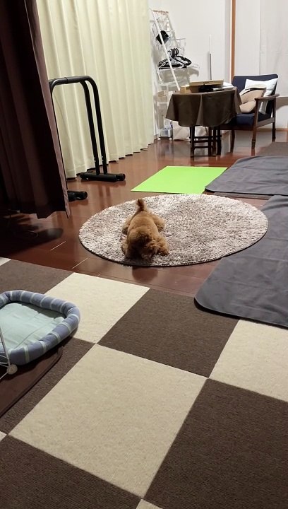 a playing puppy