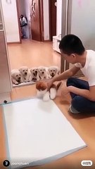 cute puppies are cooled by the owner when the work is serious _    ✔