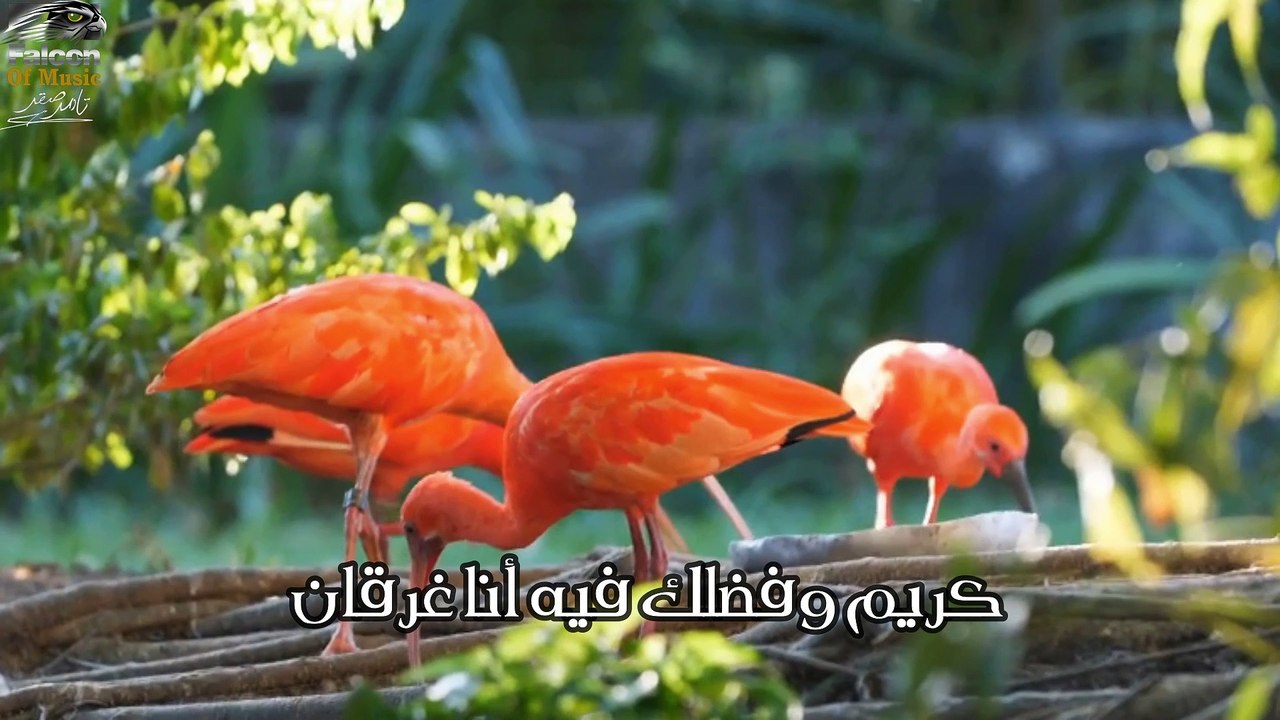 محمد شراكى طمعان فى جنه