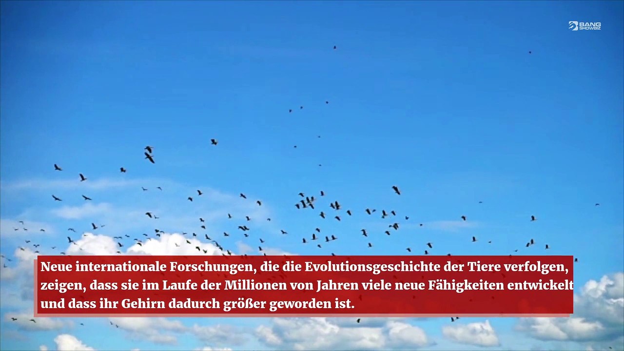 Gehirne von Vögeln werden immer größer