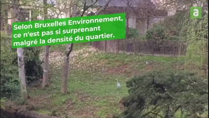 Un héron en plein centre de Saint-Gilles: étonnant?