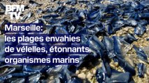 Marseille: les plages recouvertes de vélelles, étonnants organismes marins bleus