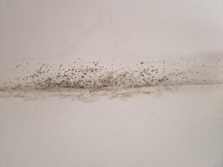 Pregnant mum fears the health impact of black mould on her child