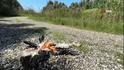 Bu kadar da olmaz! Leylekleri vurdular