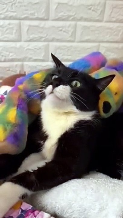 cute animals #shortsvideo