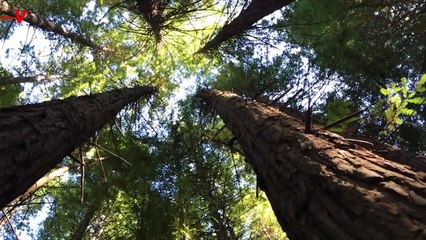 Are Earthquakes Helping Trees Grow?