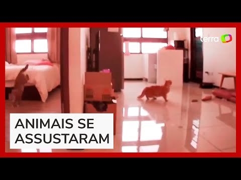 Terremoto em Taiwan: câmera registra gatos assustados com forte tremor