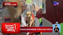 Aspin, wagas kung magpa-cute tuwing may bisita | Dapat Alam Mo!