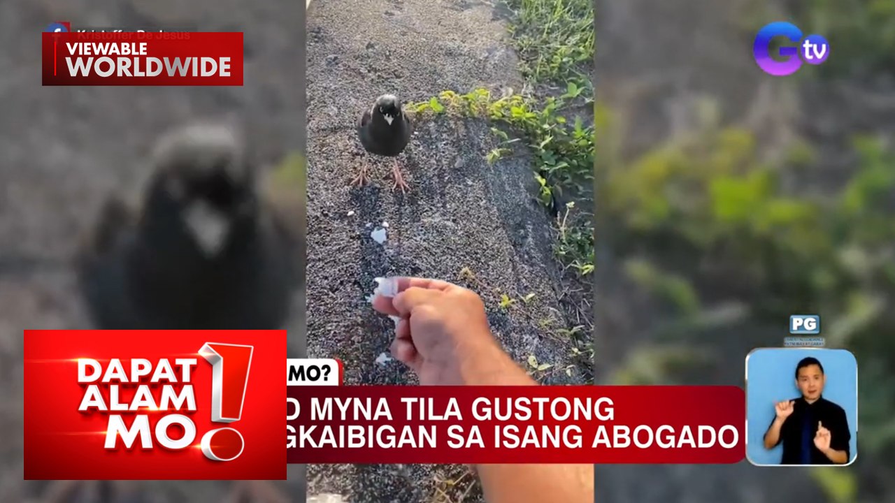 Isang uri ng ibon, tila gustong makipagkaibigan sa isang abogado | Dapat Alam Mo!