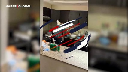 Sevimli yavru kedilerin sahiplerine bağlılığı viral oldu