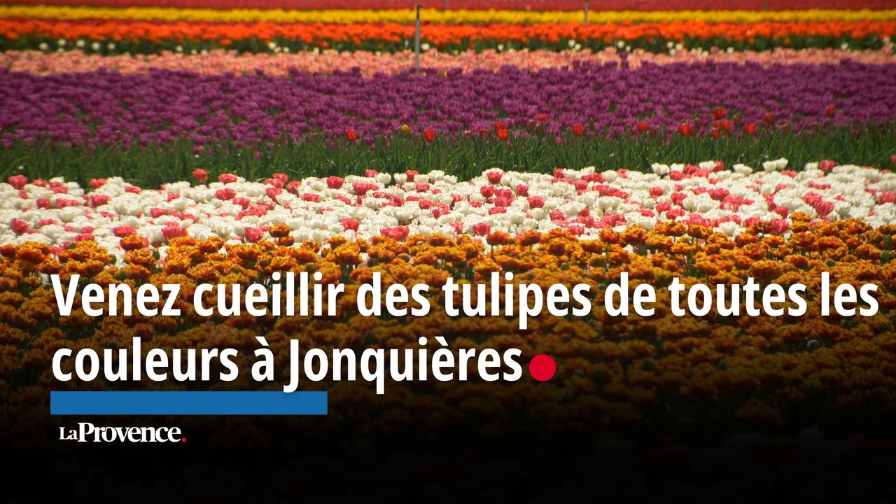 Venez cueillir des tulipes de toutes les couleurs à Jonquières