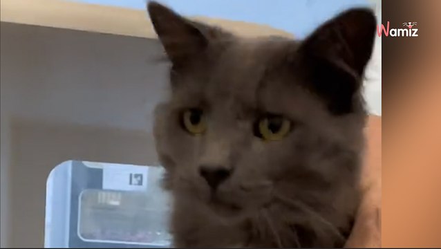 Ils viennent adopter un chaton au refuge sans imaginer que le destin en a décidé autrement (vidéo)