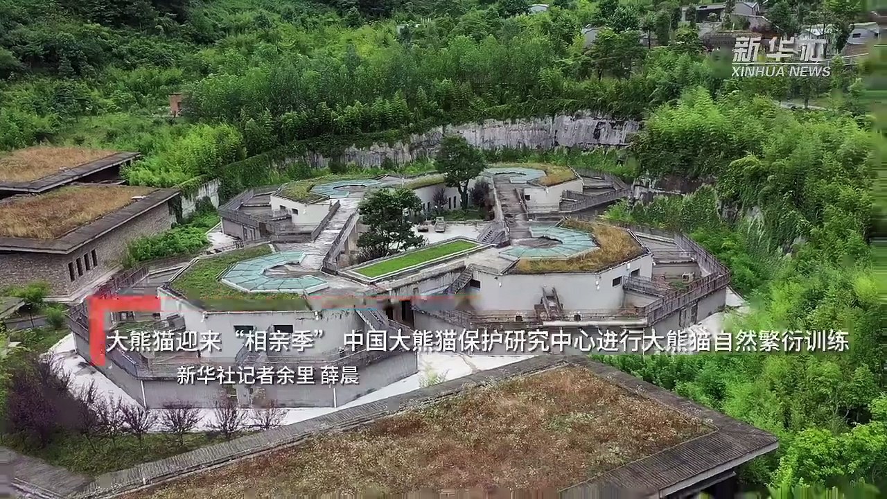 大熊猫迎来“相亲季” 中国大熊猫保护研究中心进行大熊猫自然繁衍训练-新华网