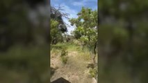 Ataque terrible de un elefante que acaba con la vida de una persona