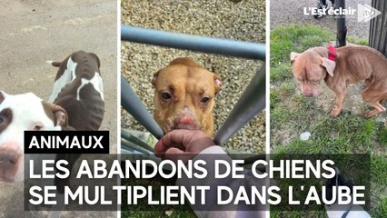 Les abandons de chiens se multiplient dans l'Aube