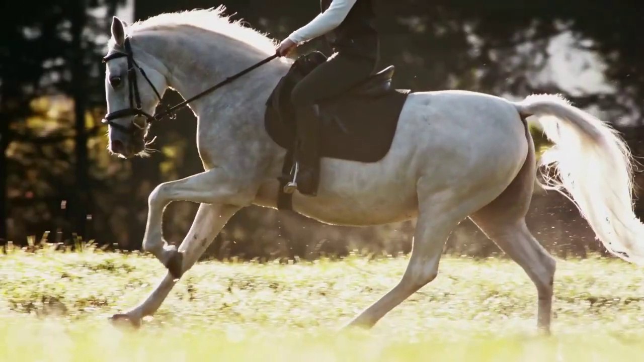 horses  wild horses compilation