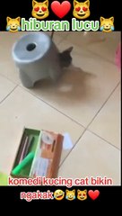 komedi kucing lagi