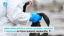 Gripe aviar afecta a vacas lecheras, gallinas y personas en Texas durante migración de patos
