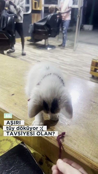 Kedi çok fazla tüy döküyor #shorts #kedi