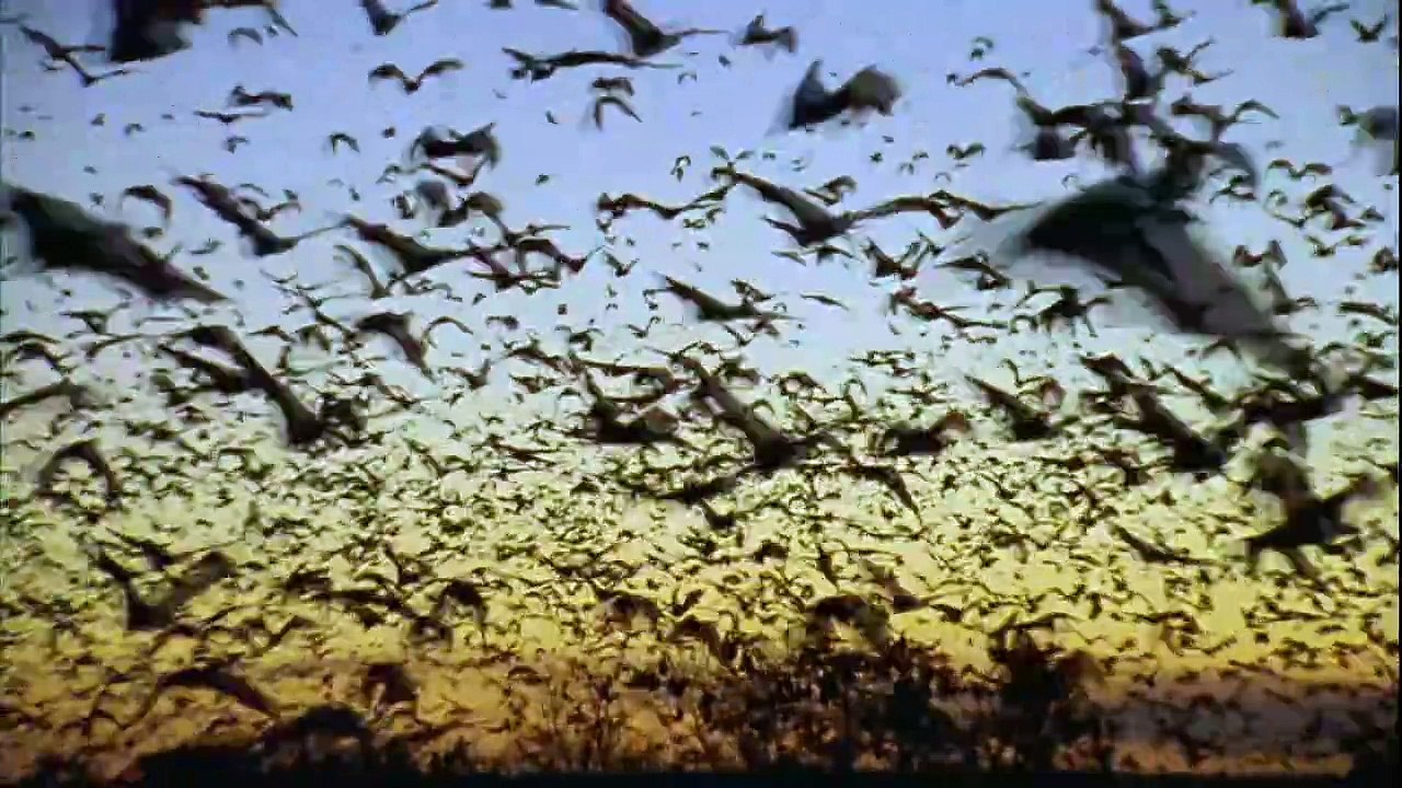 Castaways - South Pacific AKA Wild Pacific