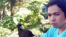 Goat eat banana peel