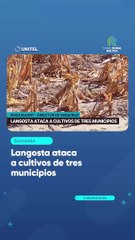 Langosta ataca a cultivos de tres municipios