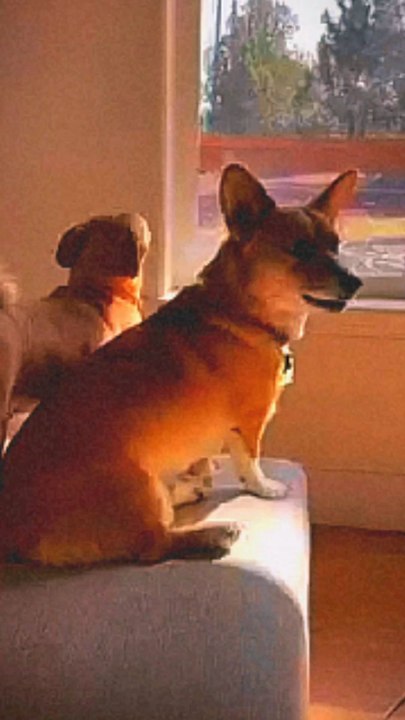 cute dogs