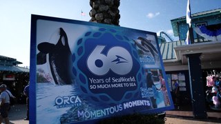 Launch Party for the SeaWorld 60th Anniversary Celebration!  VLOG with the SeaWorld President!