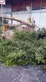 Debido al fuerte viento, un árbol cayó sobre un vehículo estacionado en la lateral de López Mateos