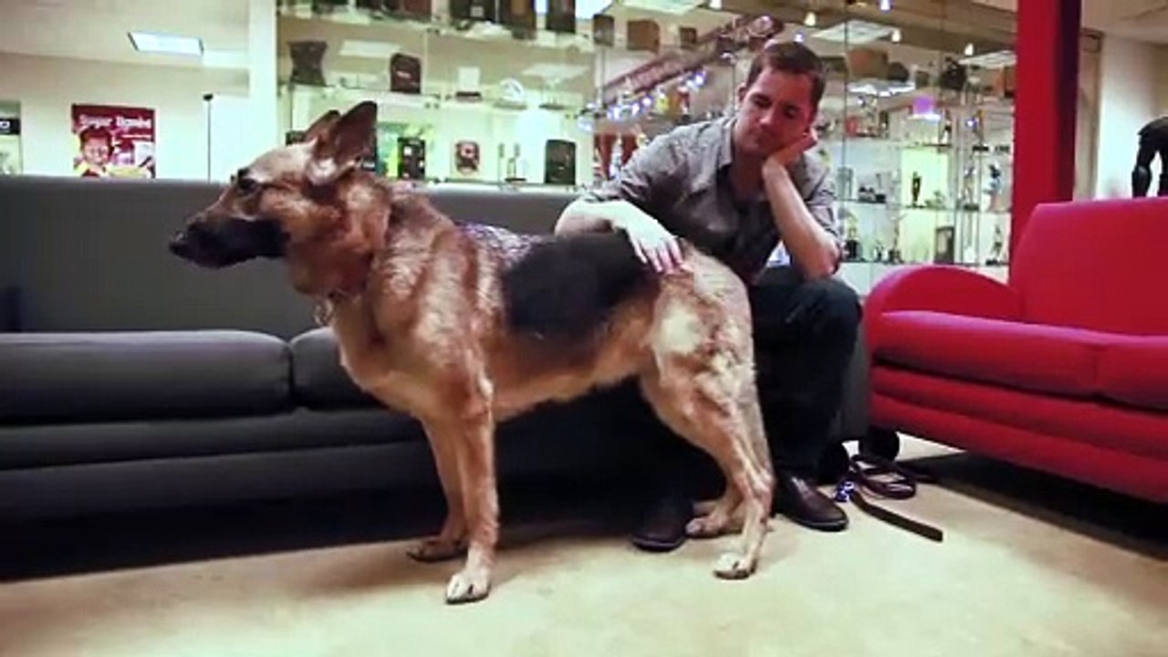 Dogmeat