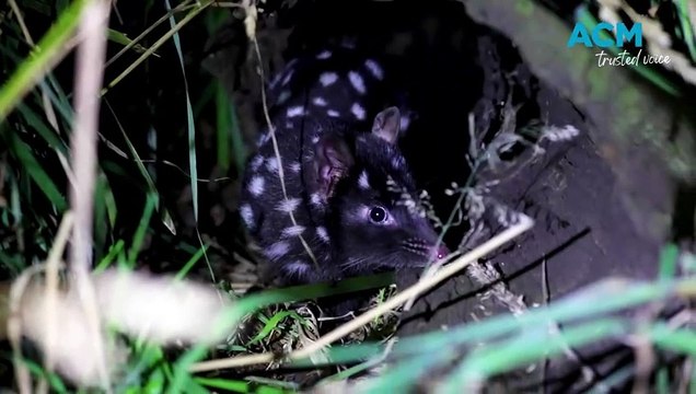 Aussie Ark spotlight for Eastern quolls 4 April 2024
