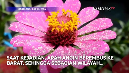 Momen Detik-detik Merapi Gugurkan Awan Panas Rabu Pagi, Sebagian Magelang Hujan Abu