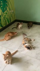 Rolling in catnip