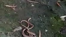 pusa namin nakahuli