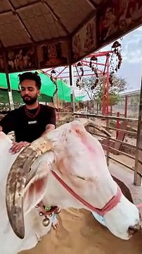Elvish Yadav को है पछतावा! जेल से रिहा होने के बाद कर रहे ये काम