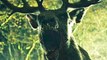Bambi: The Reckoning - Teaser Trailer (English) HD