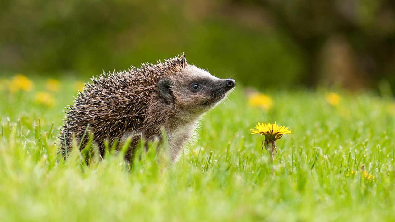 So helfen sie igeln nach der winterruhe