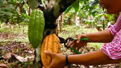How Chocolate is Made