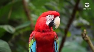 Nature And wildlife Video-Bird and Animals is Beautiful creatures of this planet-Pet's world