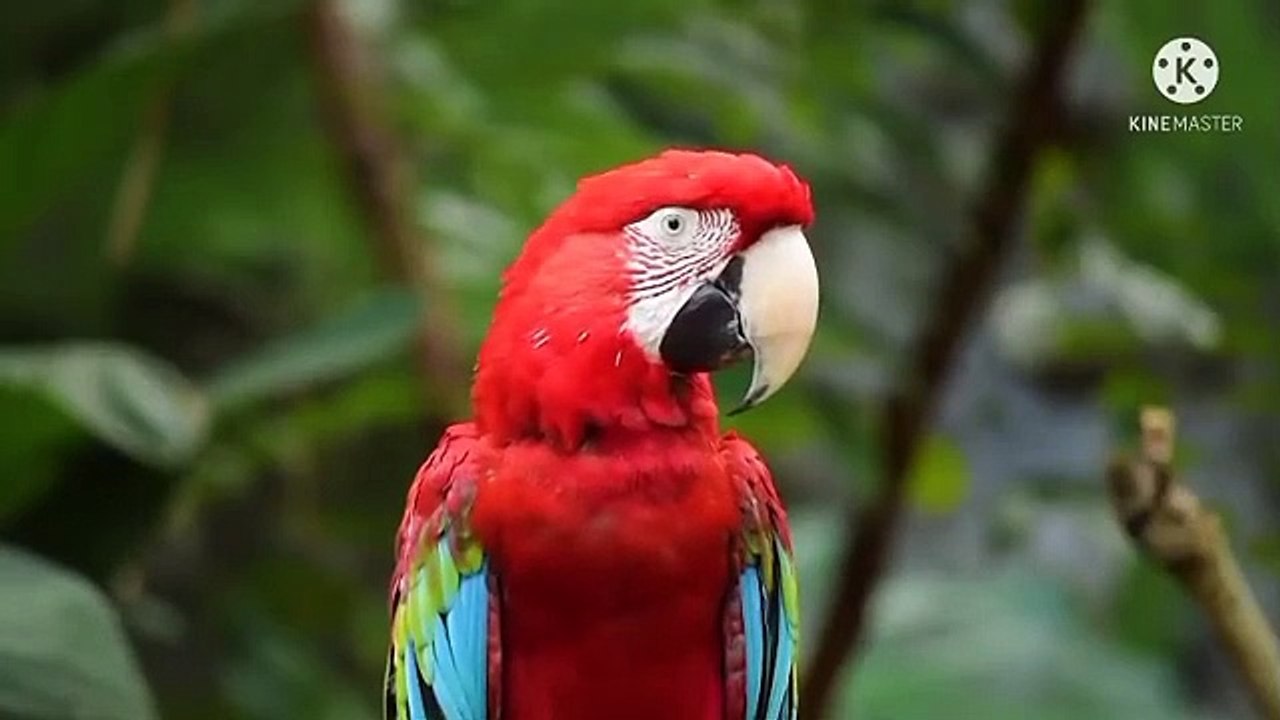 Nature And wildlife Video-Bird and Animals is Beautiful creatures of this planet-Pet's world