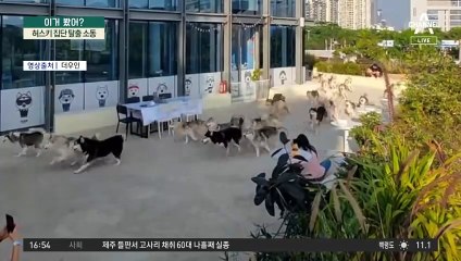허스키 ‘우루루’…집단 탈출 소동