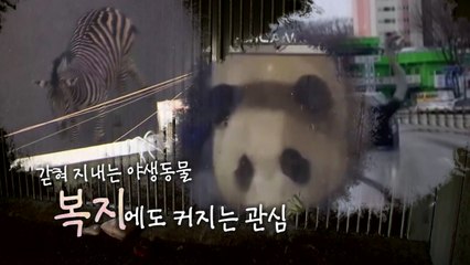 [영상] 중국 간 푸바오 푸대접?...'동물 복지'에 관심 ↑ / YTN