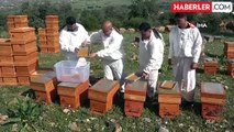 Kilosu bin TL: Sağlık açısında altın değerindeki polende hasat başladı