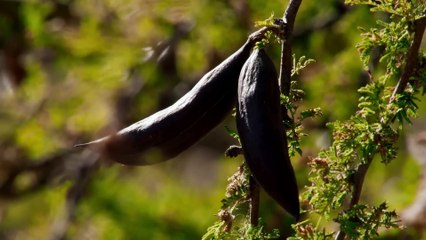 A Journey Through the Magical Wildlife of Chile - Full Documentary