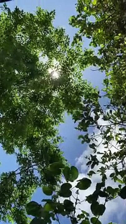 tara pahinga tayu ilalim ng mga puno