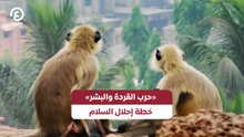 «حرب القردة والبشر».. خطة إحلال السلام