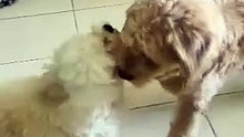 My Babies