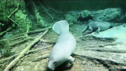 African Manatees: Gentle Marine Giants 🐋